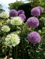 Mixed Alliums in the garden