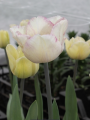 Tulip 'Shirley'