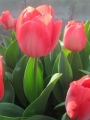 Van Eijk tulip