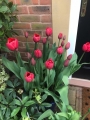 Van Eijk Tulips
