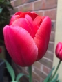 Tulip 'Van Eijk' 