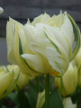 Exotic Emperor Tulip