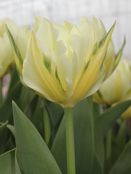 Tulip 'Exotic Emperor'