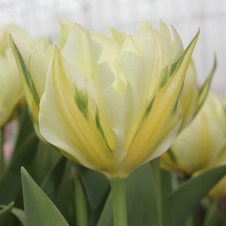 Tulip 'Exotic Emperor'