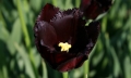 VIncent Van Gogh - Dark Tulips