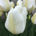 Angel's Wish Tulips