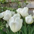 Angel's Wish Tulips