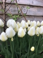 Angel's Wish Tulips