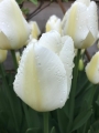 Angel's Wish Tulip