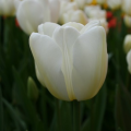 Angel's Wish Tulip