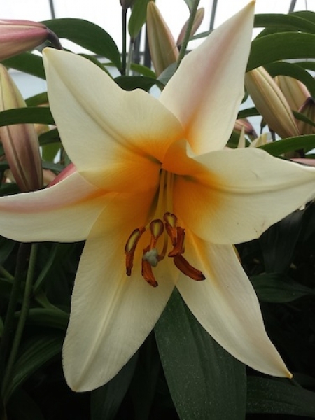 Lily 'High Tea'