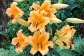 Eudoxia Oriental Trumpet Lily