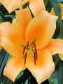 Lily 'Eudoxia'
