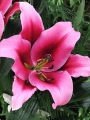 Lily 'Paraguay'