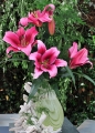 Paraquay Oriental Trumpet Lily