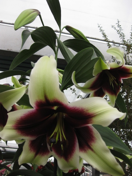 Lily 'Kushi Maya'