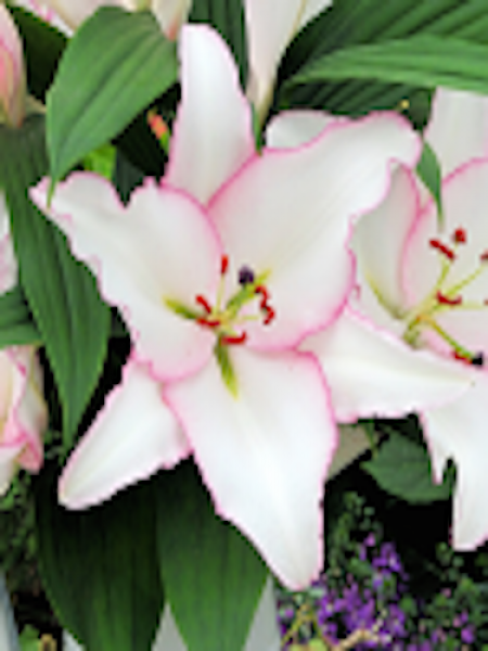 Lily 'Millesimo'