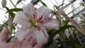 Lankon lily in flower
