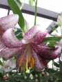 Lankon Lily