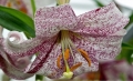 Lankon Longiflorum Lily