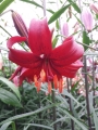 Red Flavour Lily