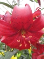 Lily 'Red Velvet'