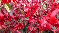 Red Flavour in growth