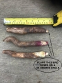 How to plant Gloriosa Rhizomes  