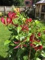Gloriosa