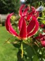 Gloriosa in pots in the garden