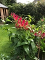 Patio pot of gloriosa