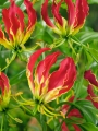 Gloriosa The Flame Lily