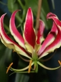 Gloriosa Rhizomes to plant