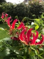 Gloriosa