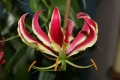 Gloriosa the Flame Lily