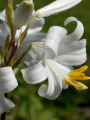 The 'Madonna' Lily in the Garden