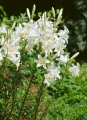 The 'Madonna' Lily in the Garden