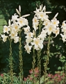 Lilium Candidum - the 'Madonna' Lily