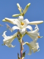 Lilium Candidum (Madonna Lily)