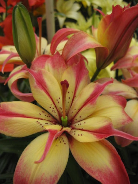 Lily 'Delicate Joy'