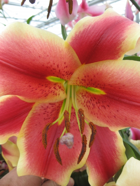 Lily 'Holland Beauty'