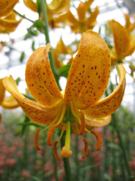 Hansonii Martagon Lily