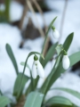 Snowdrops in the snow