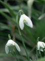 Galanthus
