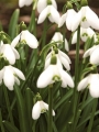 Galanthus Nivalis (Pack of 20) (Common Snowdrop)
