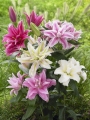 Roselily bulb collection