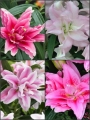 'Roselily' Bulb Collection (Pack of 10 Bulbs)