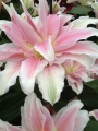 Roselily Natalia