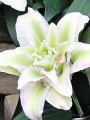Roselily Annika