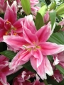Roselily Elena